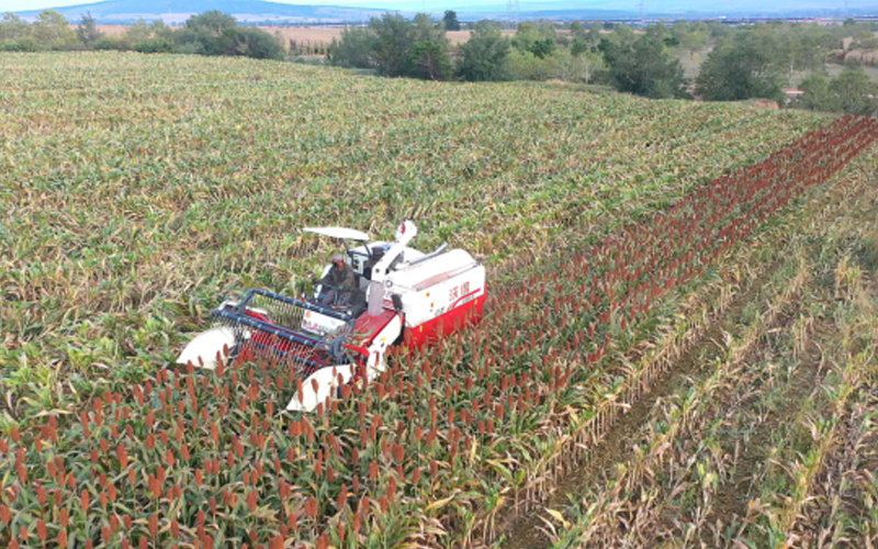  A farmer is using an FMWorld combine harvester to harvest sorghum.