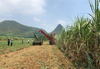 middle size sugarcane harvester