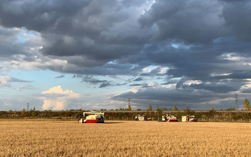 Several combine harvesters working in a vast golden wheat field under a dramatic sky with dark clouds.