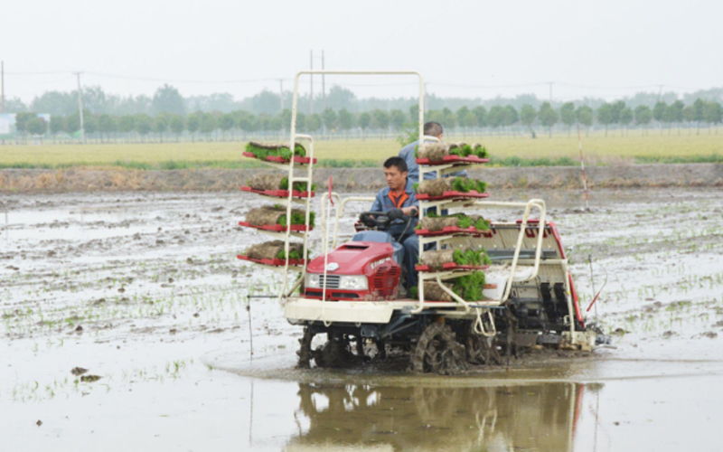 Two modern farmers efficiently transplant rice with the FMWorld machine in a paddy field.