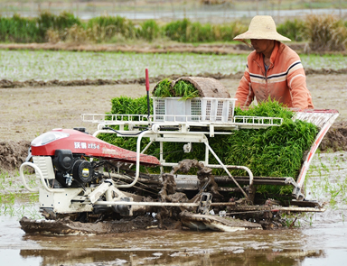 3-FMWORLD-Rice-Transplanter-Series