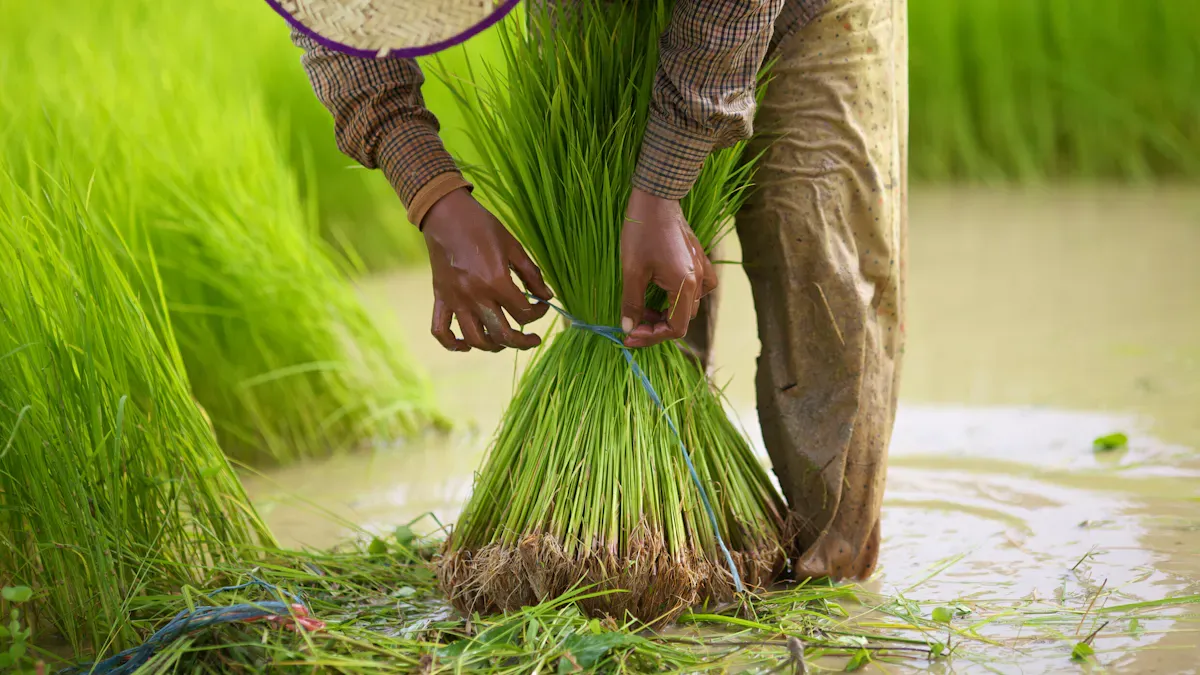 Rice Transplanter Maintenance