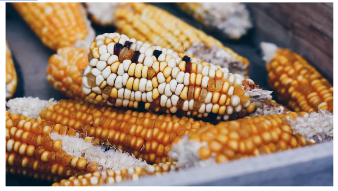 corn combine harvester